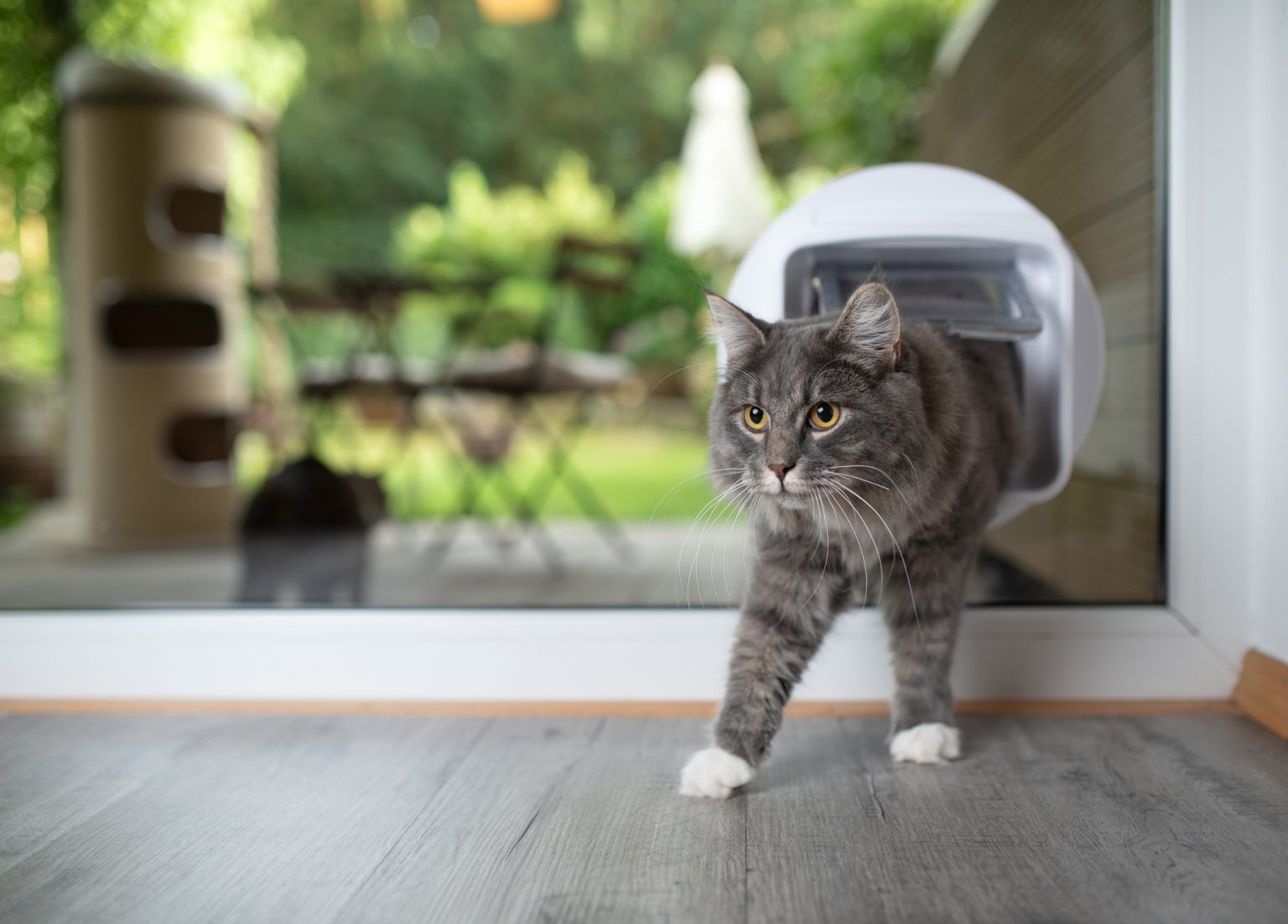 catdoordogdoorinstallationwaikatohamilton Glassman Waikato